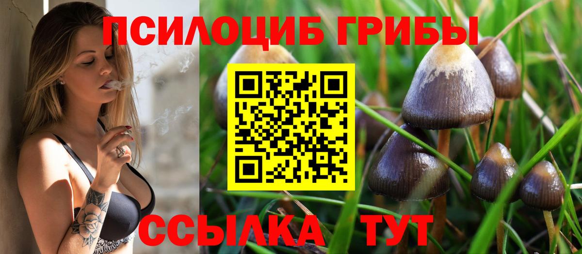 Междуреченск  Галлюциногенные грибы Psilocybe  Вход с VPN 