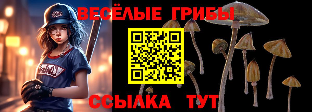Галлюциногенные грибы Psilocybe Междуреченск